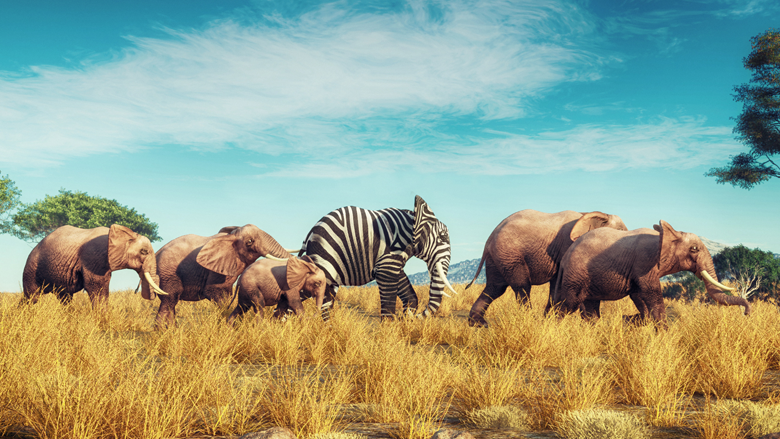 elephants and zebras crossing field